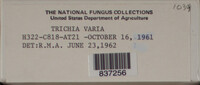 Trichia varia image